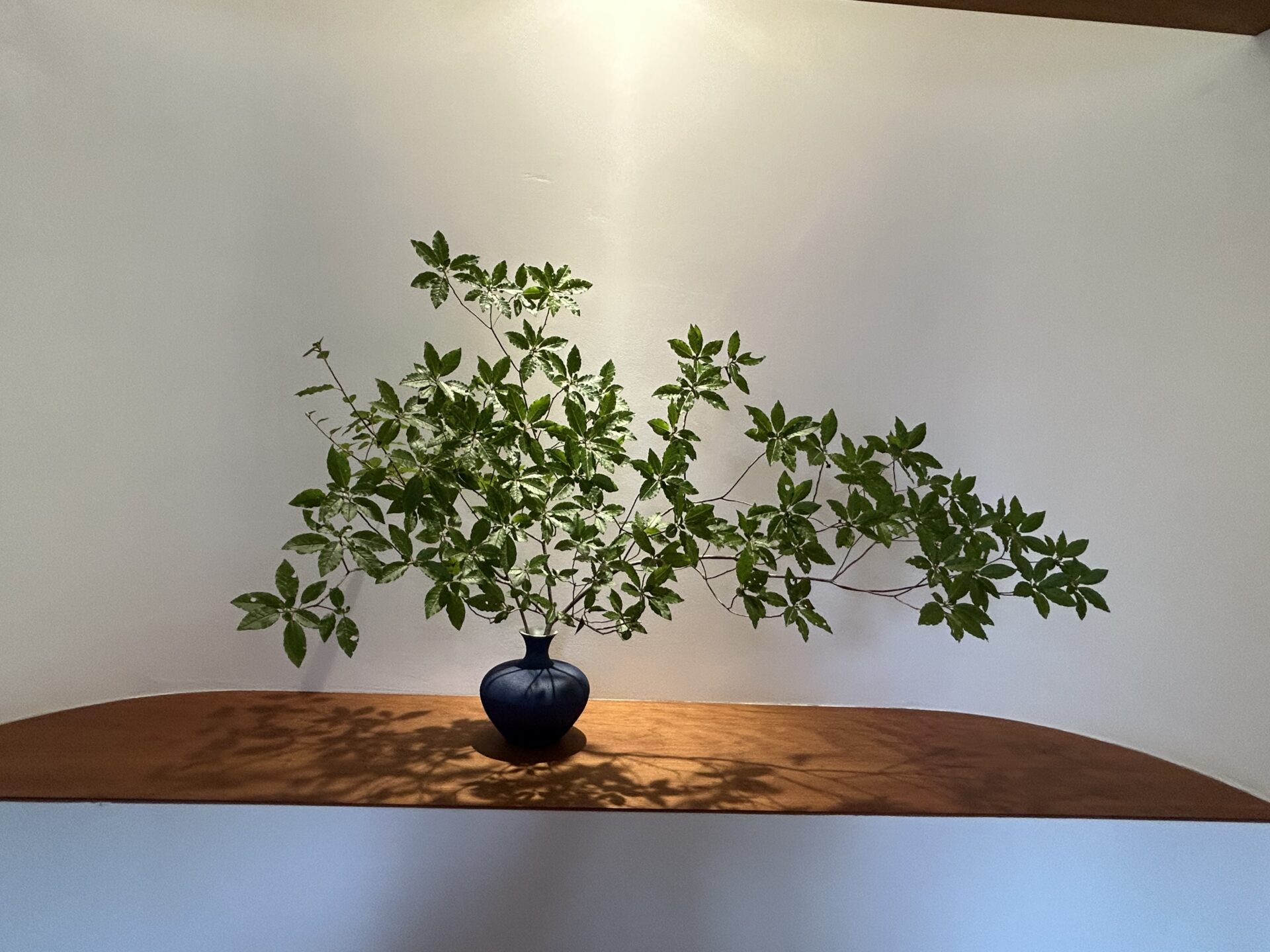 岡崎市の木の家工務店/サン工房・スタジオ/スタッフブログ/【かわいい観葉植物】