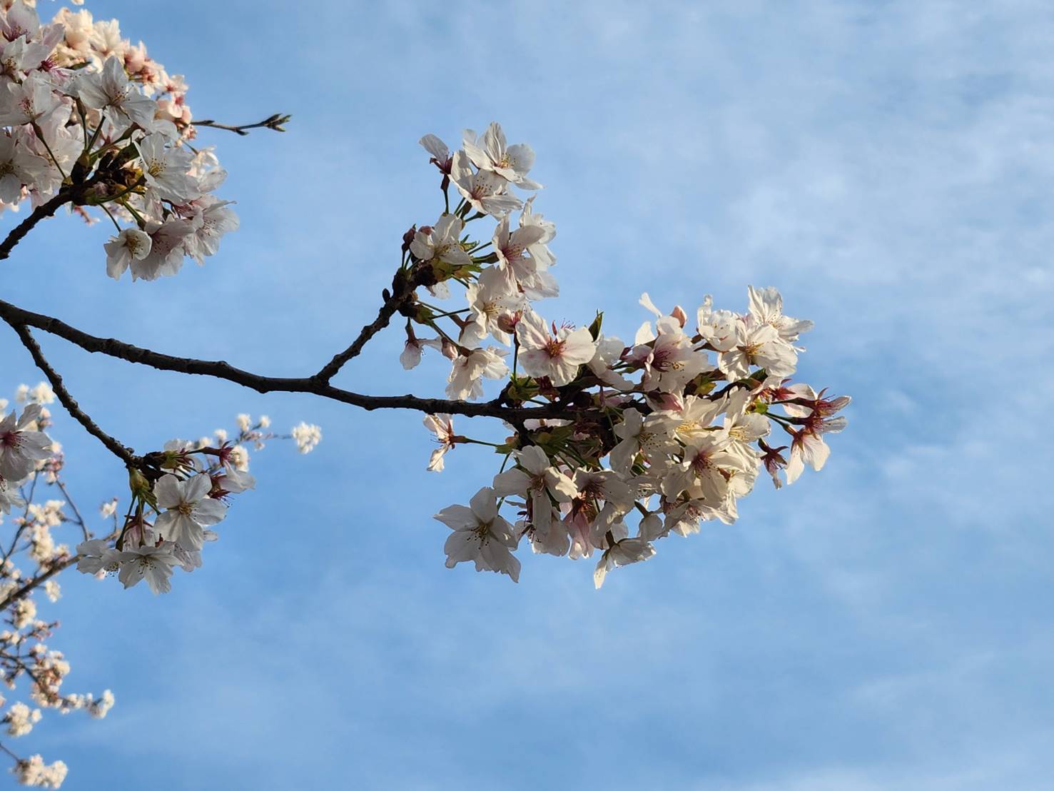 【桜まつりイベント開催】～新米設計士のひとりごと-其の４８～