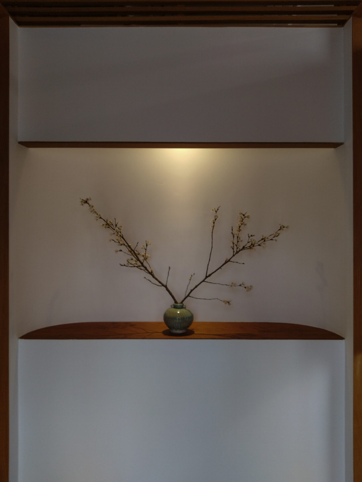 岡崎市、桜の開花状況