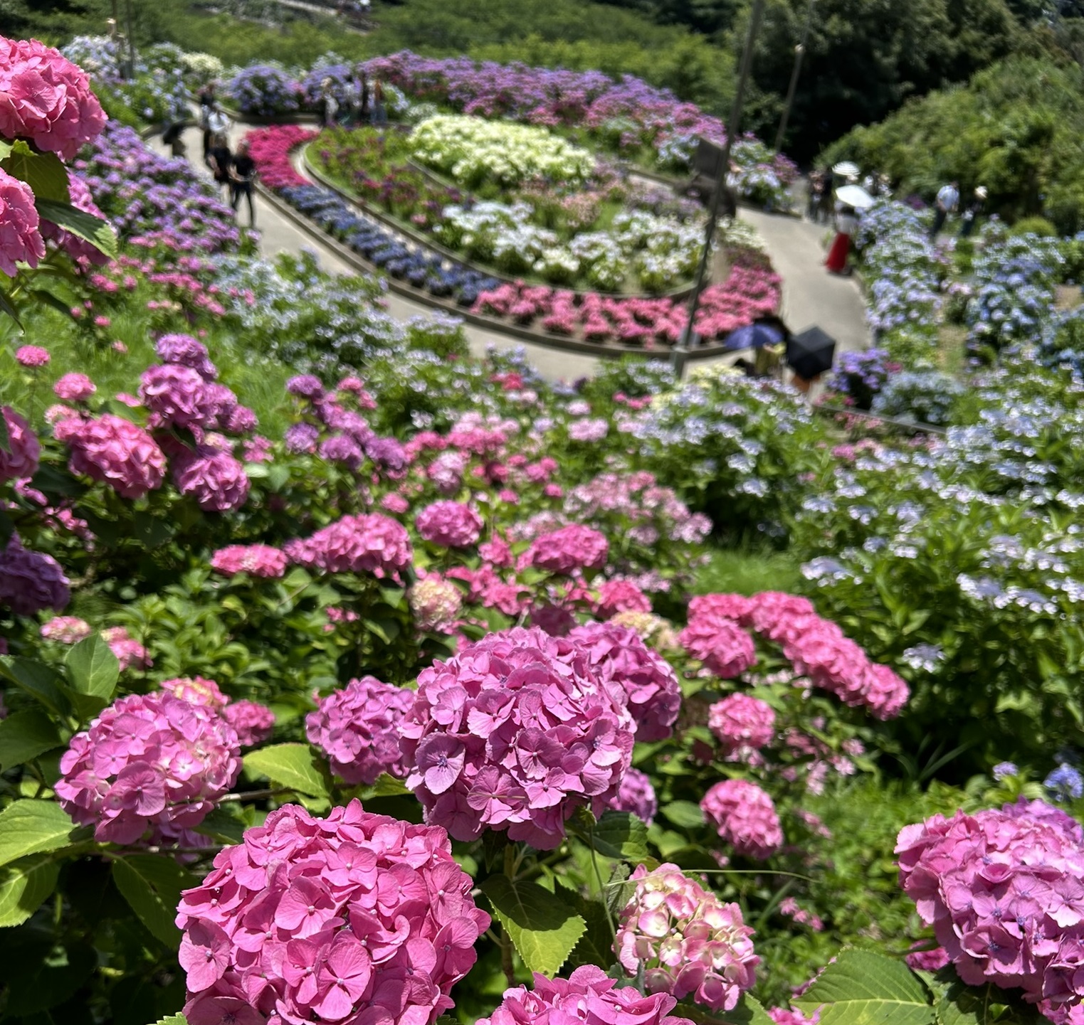 岡崎市の木の家工務店/サン工房・スタジオ/スタッフブログ/【入梅】