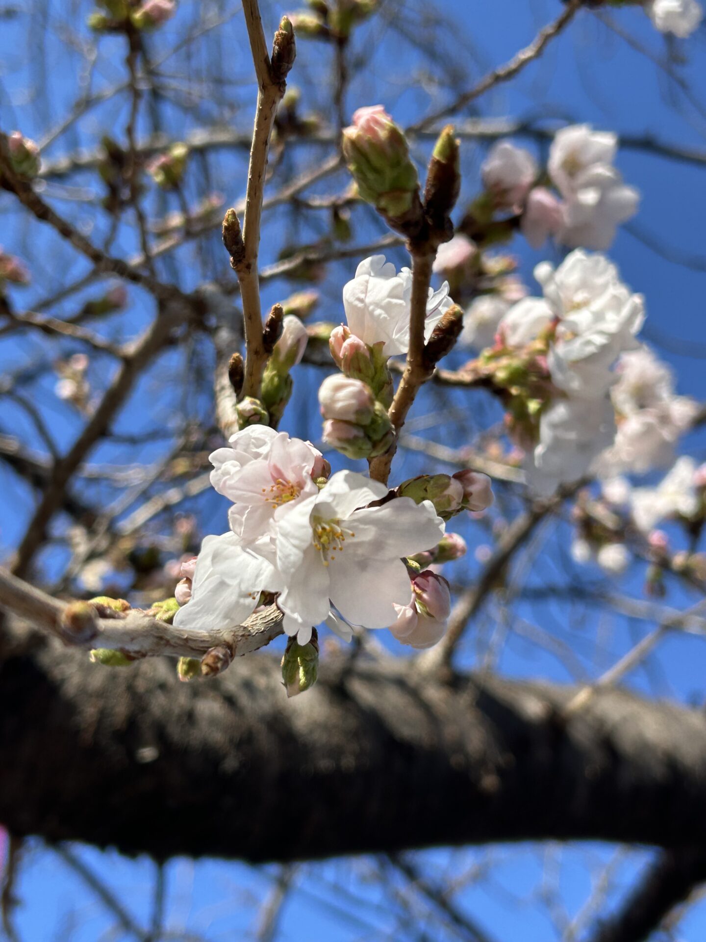 岡崎市の木の家工務店/サン工房・スタジオスタッフより/【気持ちのいい季節】