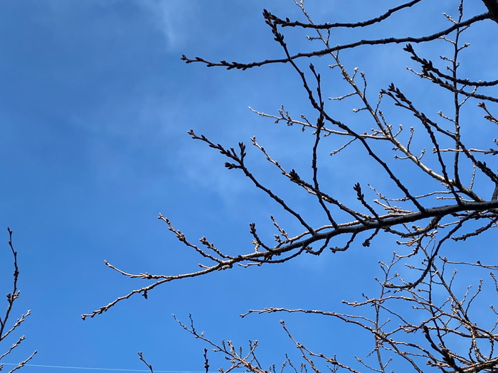 岡崎市の木の家工務店から【春の息吹き】～スタジオの風景-其の１４～