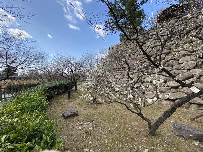 岡崎市の木の家工務店から【春間近の岡崎城公園】～岡崎の風景-其の１２～