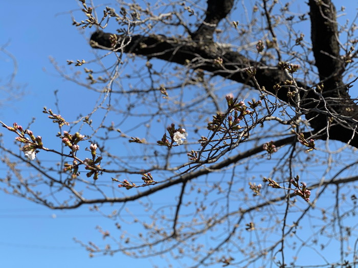 岡崎市の工務店から桜の便り【第一号が咲きました！！】～スタジオの風景-其の２６～