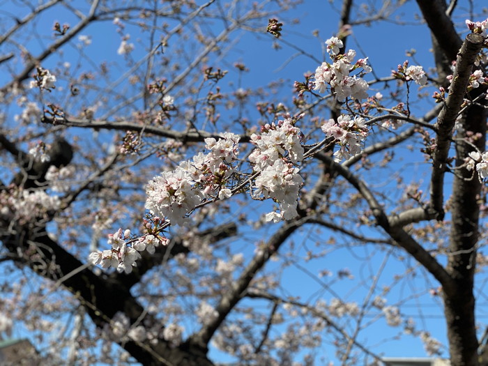 岡崎市の工務店からのお知らせ【只今４分咲きです！】～スタジオの風景-其の２７～