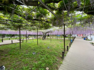 岡崎公園の藤を見ながら遊びにきませんか/サン工房岡崎スタジオ/木の家相談会開催中